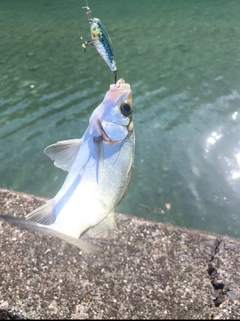 セイゴ（マルスズキ）の釣果