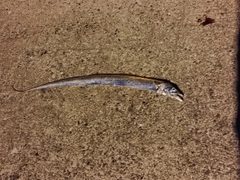 タチウオの釣果