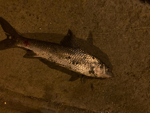 ニゴイの釣果