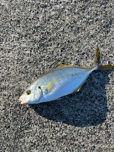 シマアジの釣果