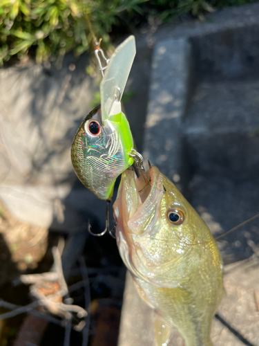 ラージマウスバスの釣果