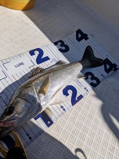 シーバスの釣果