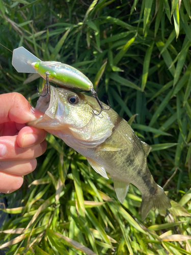 ラージマウスバスの釣果