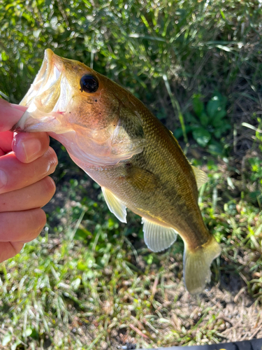 ラージマウスバスの釣果