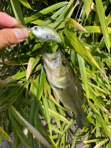 ラージマウスバスの釣果