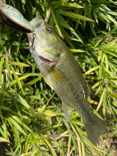 ラージマウスバスの釣果