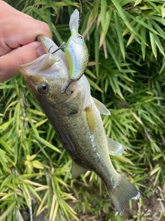 ラージマウスバスの釣果