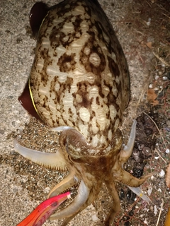 コウイカの釣果