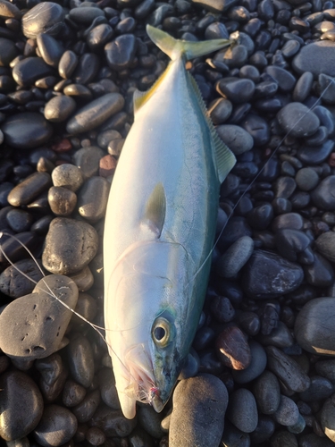 ワカナゴの釣果