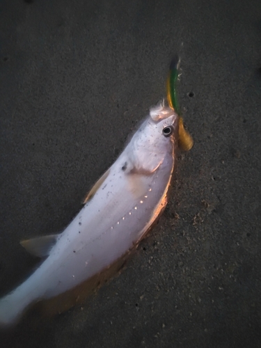 ニベの釣果