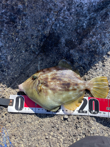 カワハギの釣果