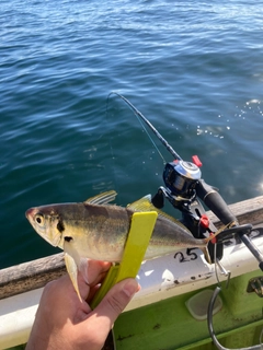 マアジの釣果