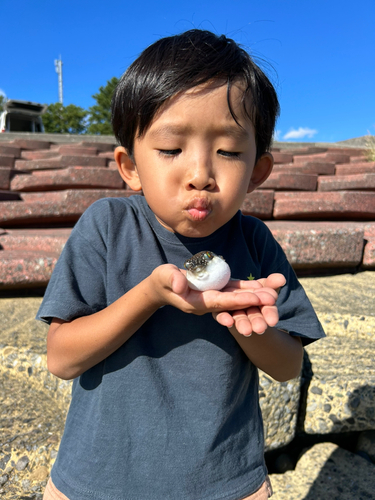 クサフグの釣果