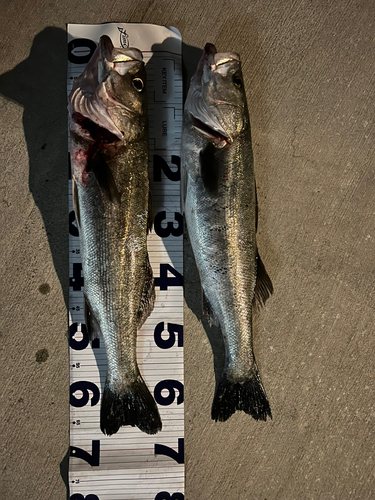 シーバスの釣果