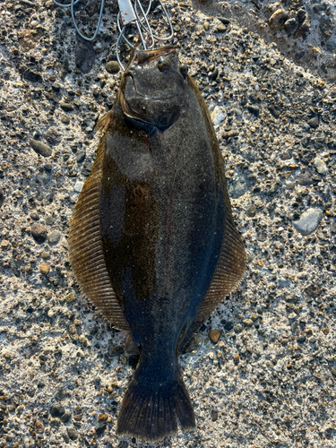 ヒラメの釣果