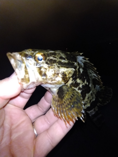 タケノコメバルの釣果