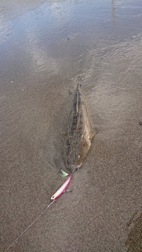 マゴチの釣果