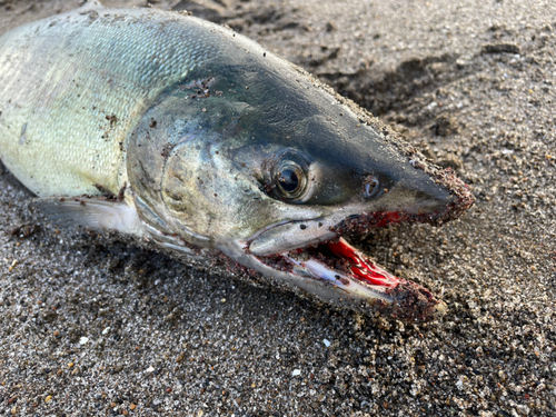 アキアジの釣果