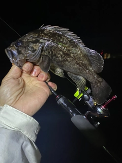 クロソイの釣果