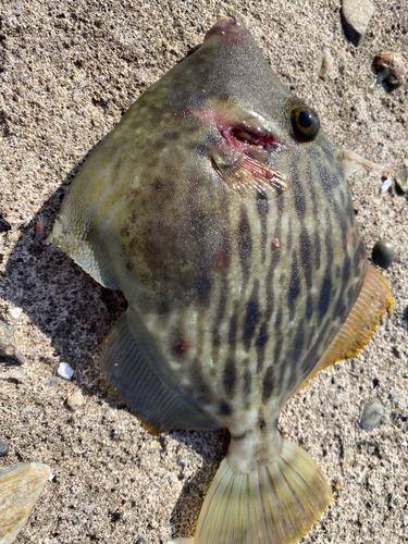 カワハギの釣果