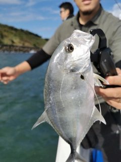 ロウニンアジの釣果