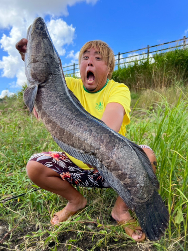 ライギョの釣果