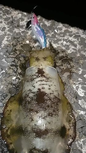 アオリイカの釣果