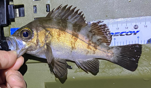 シロメバルの釣果