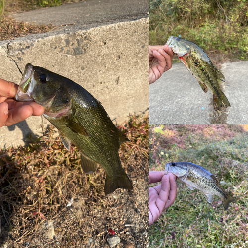 ブラックバスの釣果