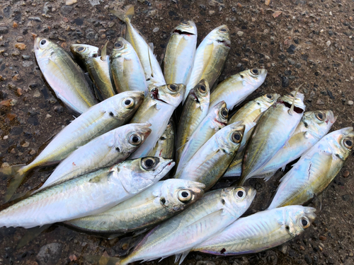 アジの釣果