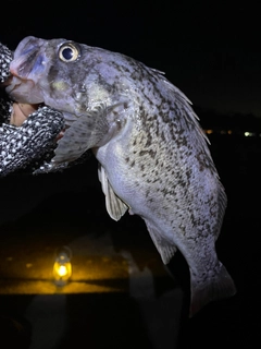 クロソイの釣果