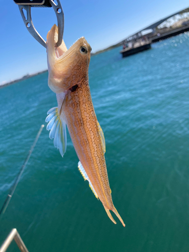 エソの釣果