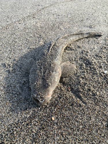 コチの釣果