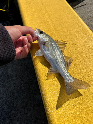 セイゴ（タイリクスズキ）の釣果