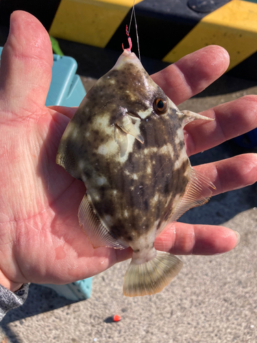 カワハギの釣果