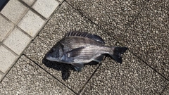 クロダイの釣果