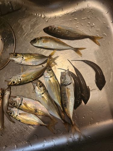 シロギスの釣果