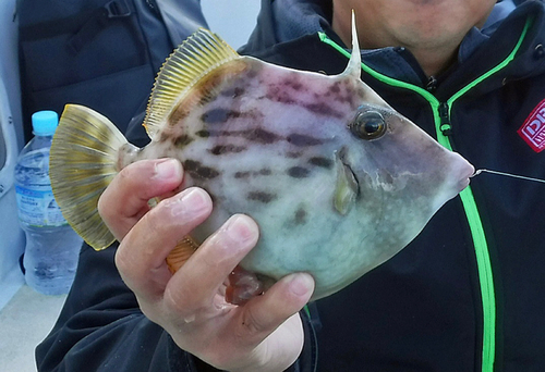 カワハギの釣果