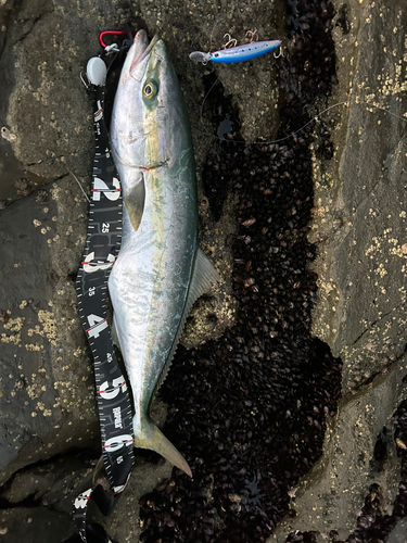 ワラサの釣果