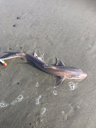 サメの釣果