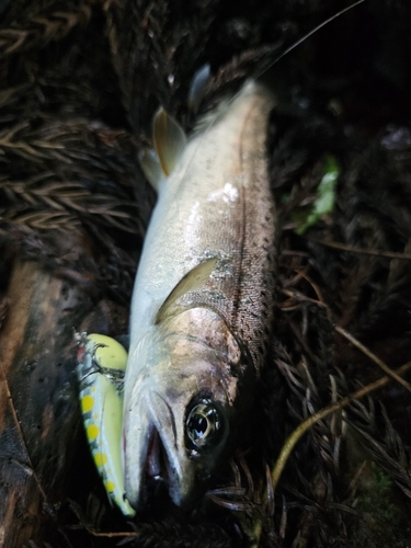 ヤマメの釣果