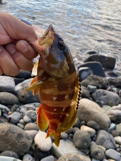 アカハタの釣果