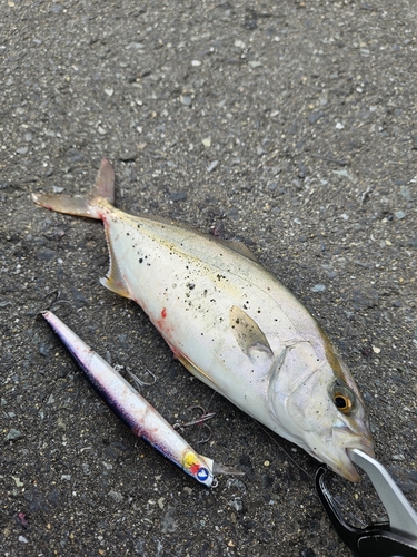 ショゴの釣果