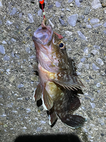 カサゴの釣果