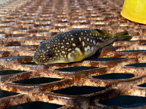 コモンフグの釣果