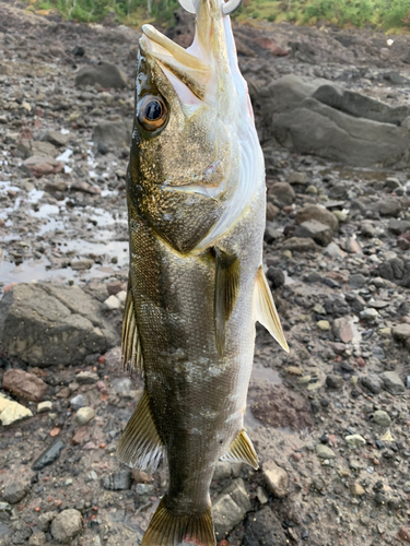 スズキの釣果