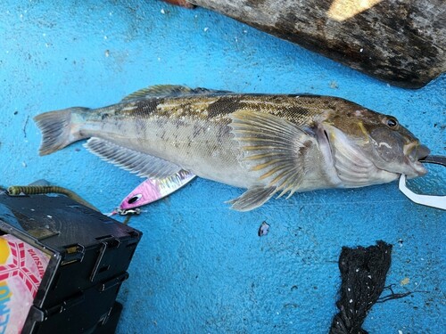 アイナメの釣果