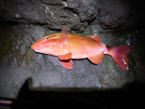 ホウライヒメジの釣果