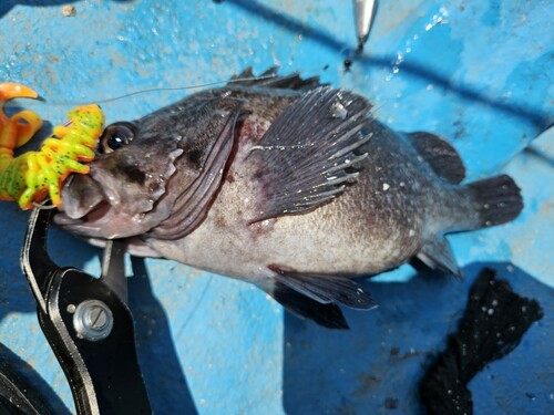 マゾイの釣果