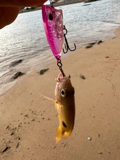 ヤマトビーの釣果